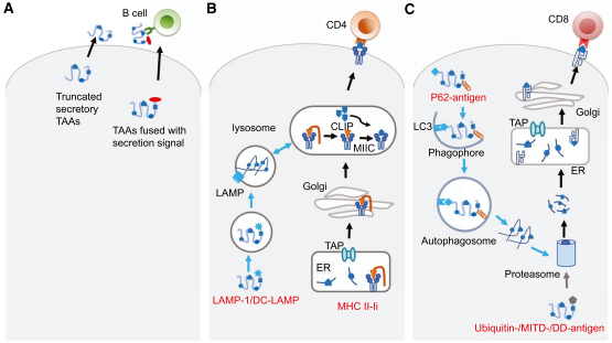 Targeting Tumor-Associated Antigens in Hepatocellular Carcinoma for Immunotherapy: Past Pitfalls and Future Strategies.