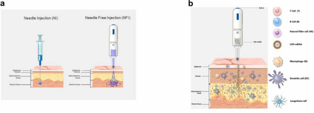 A highly efficient needle-free-injection delivery system for mRNA-LNP vaccination against SARS-CoV-2